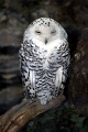 Harfang des neiges